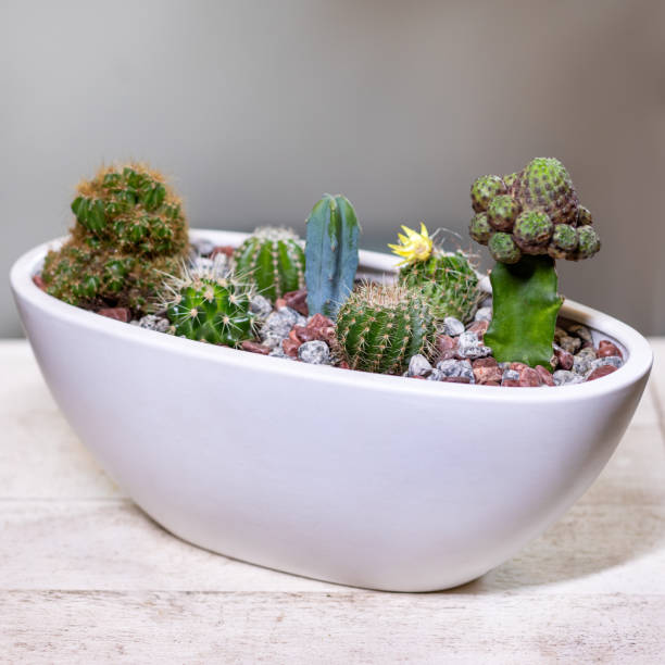 istock Beautiful terrarium with cactus, flower, rock, sand inside 1215685694