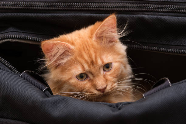 istock beautiful red-haired young cat sitting in a bag 1215685809