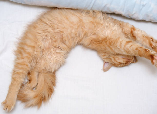 istock beautiful young red cat sleeps curving on the bed 1215685863