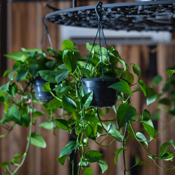 istock Hanging Fern Silk Foliage Plant 1215686206