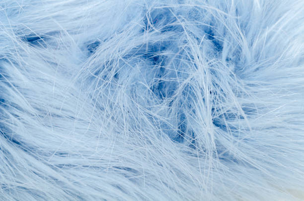 istock Background and texture of the fur macro image 1215686746