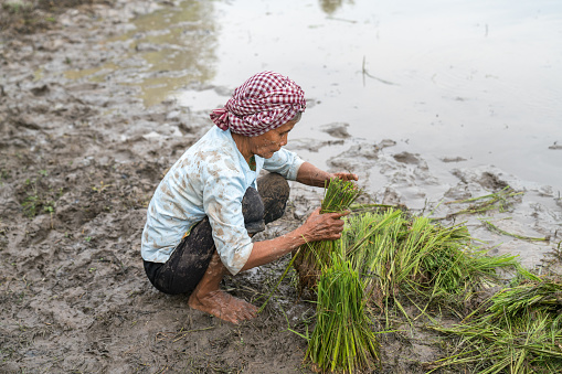 Chau Doc, Vietnam - Oct 13, 2018: Female farmer working on rice field in Chau Doc, Mekong delta, Vietnam