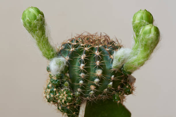 istock Close-up view of beautiful cactus 1215690441