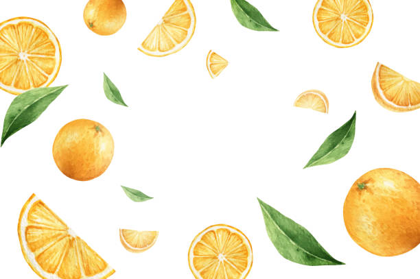 aquarell vektor von hand bemalt karte aus orangen früchten und grünen blättern. frisches lebensmittelkonzept isoliert auf weißem hintergrund. - orange frucht stock-grafiken, -clipart, -cartoons und -symbole