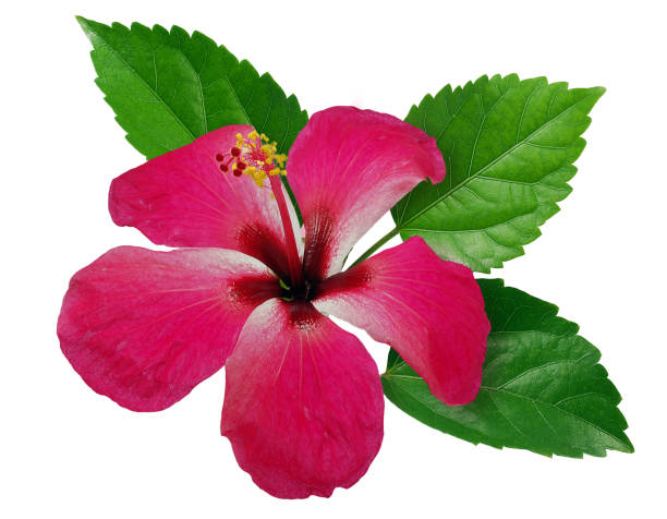istock Hibiscus or Chinese rose isolated on white background 1215692020