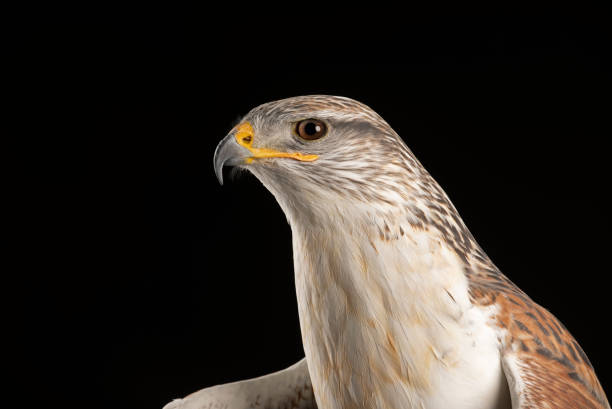 istock Bird of prey  Ferruginous hawk  Buteo regalis 1215692178