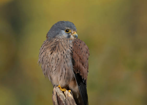 istock European Kestrel    Falco tinnunculus 1215692293
