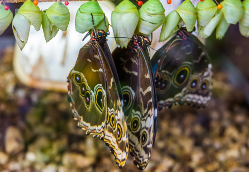 closeup of peleides blue morpho butterfies coming out of their cocoons, tropical insect specie from America