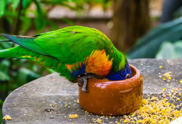 Photo of closeup of a rainbow lorikeet with its head in the feeding bowl, bird diet and care, Tropical animal specie from Australia