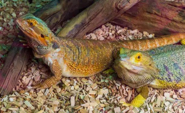Photo of bearded dargon lizard couple together, tropical reptile specie, popular terrarium pet in herpetoculture