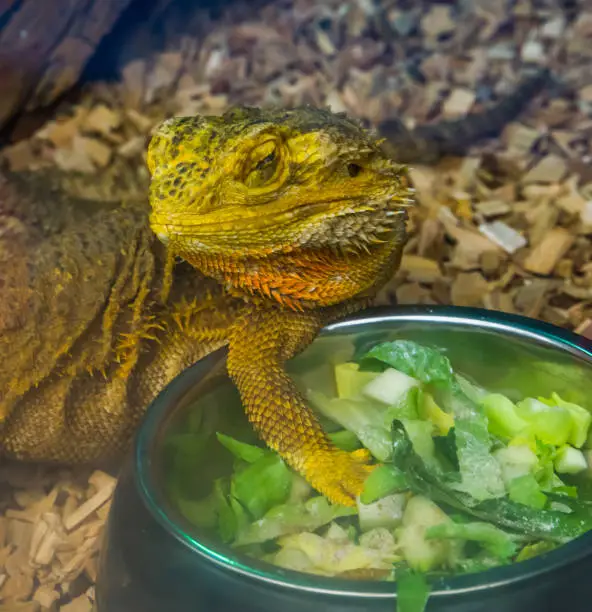 Photo of closeup of a bearded dragon lizard standing at its feeding bowl, tropical reptile specie, popular terrarium pet in herpetoculture