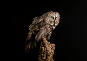 Bird of prey  Great grey owl    Strix nebulosa