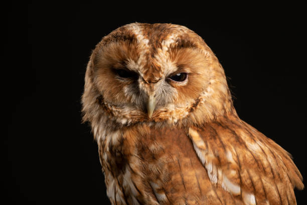istock Bird of prey   Tawny Owl    Strix aluco 1215692995