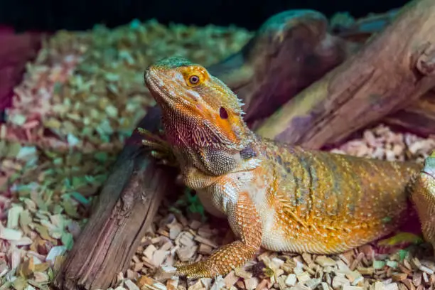 Photo of closeup portrait of a bearded dragon lizard, tropical reptile specie, popular terrarium pet in herpetoculture