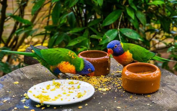 함께 음식을 먹는 두 무지개 lorikeets, 조류 다이어트, 호주에서 열대 동물 specie - aviary 뉴스 사진 이미지