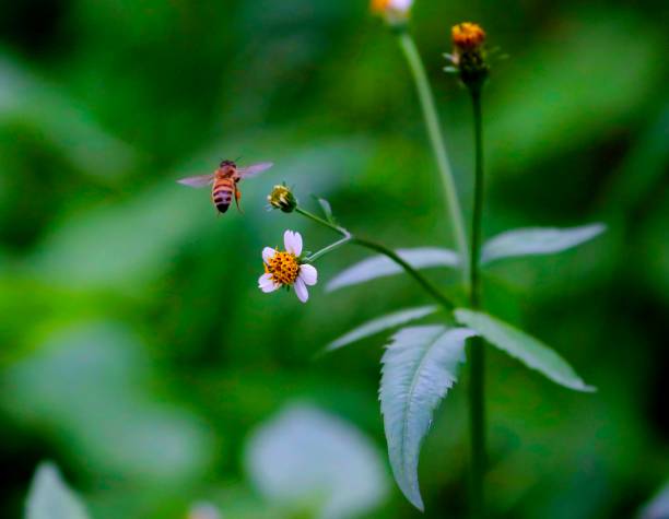 istock Bee hovering over an orange and white flower trying to get pollen with a nice green background 1215693101
