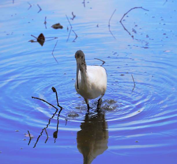 oiseau d’ibis marchant dans une rivière de mangrove fourrage pour la nourriture - walking bird teamwork water bird photos et images de collection