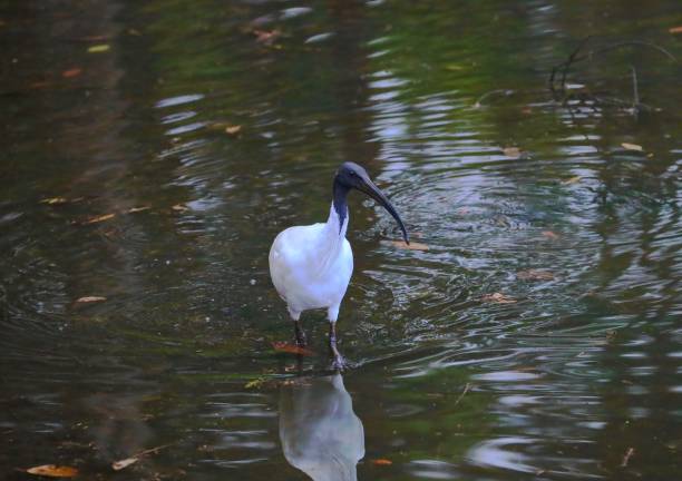oiseau d’ibis marchant dans une rivière de mangrove fourrage pour la nourriture - walking bird teamwork water bird photos et images de collection