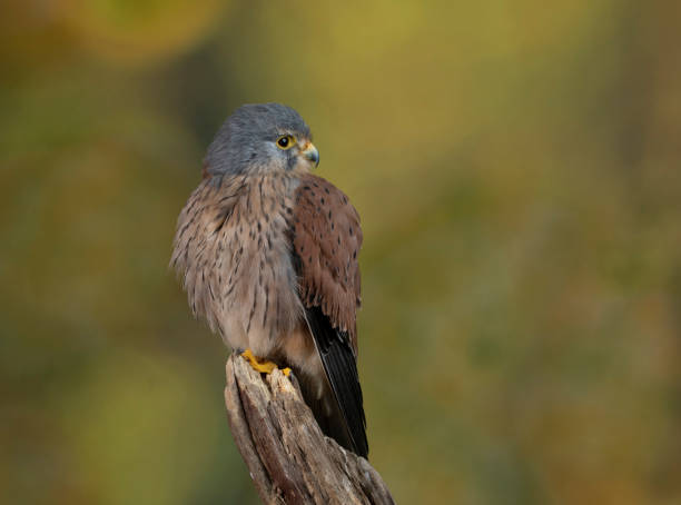 istock European Kestrel    Falco tinnunculus 1215693365