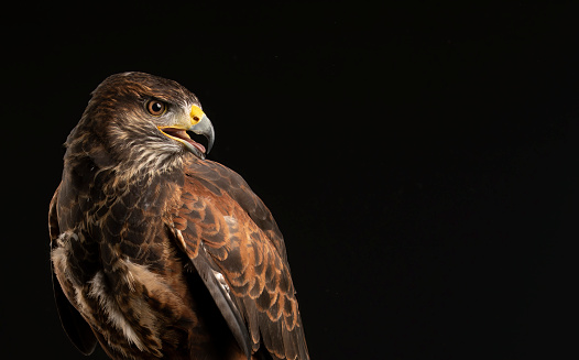 A close up of Bird of prey cross Harris Hawk & Buzzard
