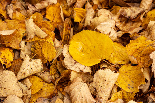 istock yellow fallen autumn leaves 1215693805