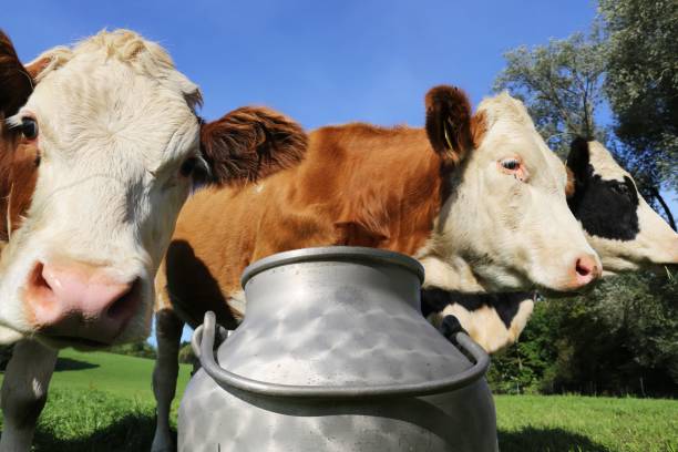 istock Simmental cows on the meadow, in the foreground a milk can 1215695364