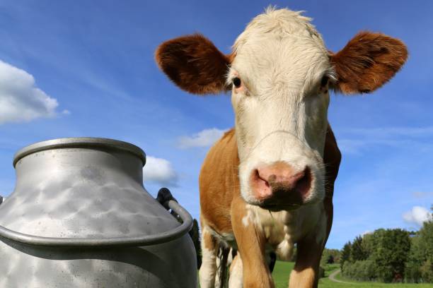 Simmental cows on the meadow, in the foreground a milk can