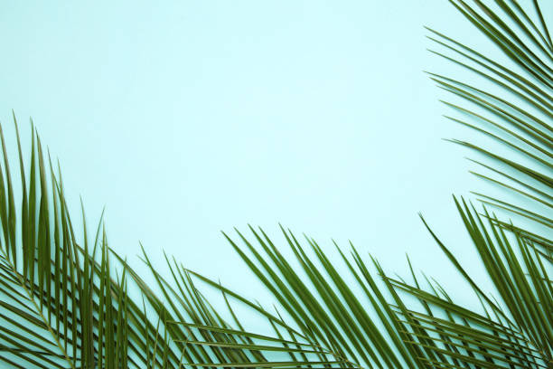 istock Green leaves of palm tree on blue background with copy space 1215695426