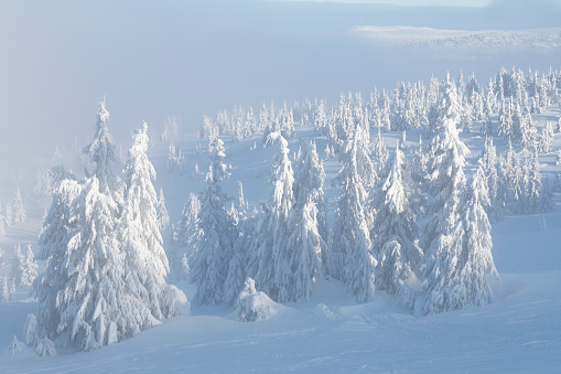 Snow covered spruce trees along a ski slope at Hafjell ski resort (near Lillehammer) in Norway on a misty (or foggy) day after snowfall in late January.
