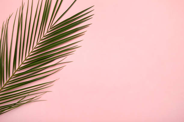 istock Green leaf of palm tree on pink background, top view 1215696546