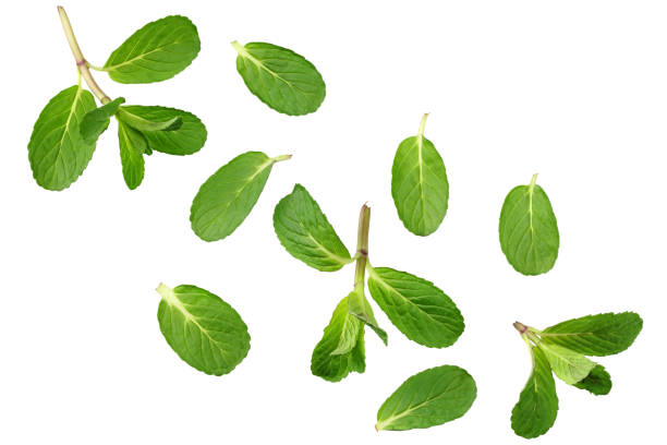 istock Fresh mint leaves isolated on white background. top view 1215696676