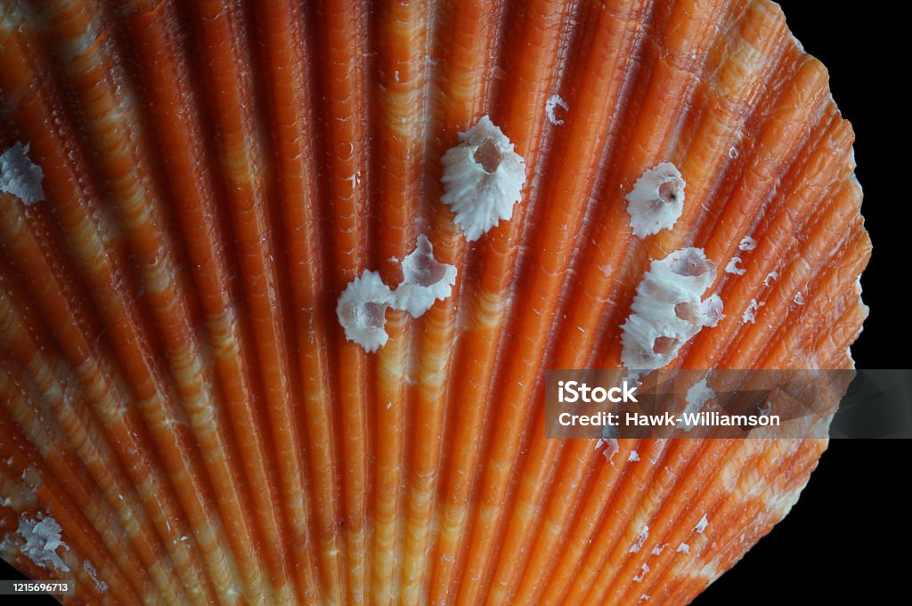 Barnacle Outside Shell Large Flat Shell Showing Barnacles Growing On Surface Stock Photo ...