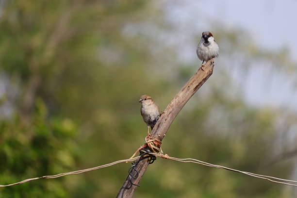 istock a couple sparrow bird sitting on standing woods 1215697157