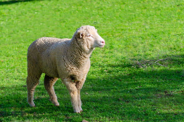 Portrait of a curious domesticated sheep in a farm. White ovis aries with looking at camera in Olot, Catalonia.