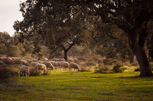 ovejas pastando en campos de Extremadura, España photo