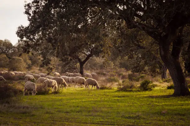 Photo of sheeps grazing in fields of Extremadura, spain