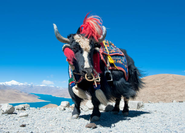 istock Tibetan yak in nature 1215700341