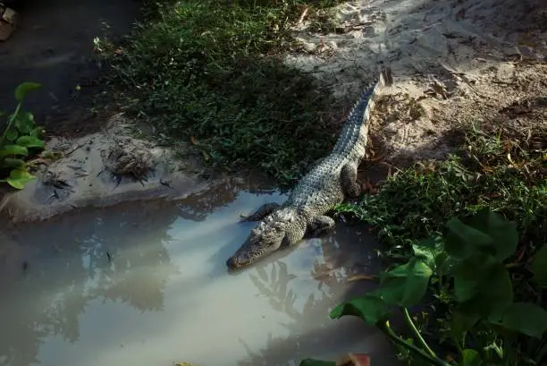 Photo of Horizontal photo of the crocodile entering in the water in the jungle. Wild alligator. Danger, wildlife, safari concept.