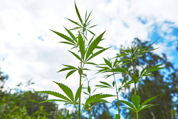 istock Young leaves of marijuana on sky background 1215700876