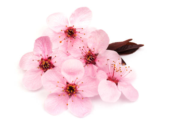 istock Cherry blossom , pink sakura flower isolated in white background 1215701126