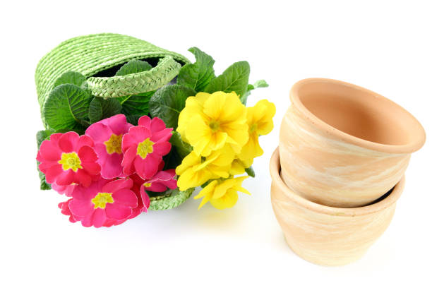 primula flower in baskets on isolated background. gardening