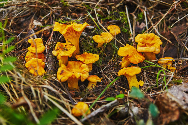 istock large group of chanterelles growing in forest 1215702502