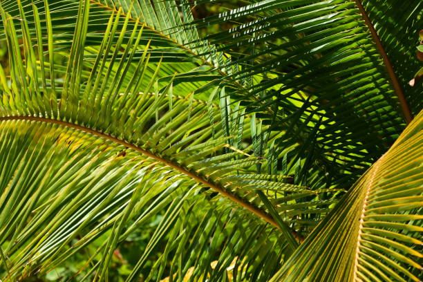 istock Sunlit Coconut palm fronds spreading from tree center 1215702732