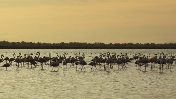 istock flamingoes in pond 1215703543