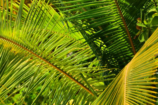 istock Brightly sunlit Coconut palm fronds spreading from tree center 1215703748