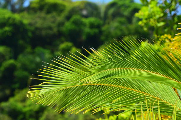 Two sunlit Coconut palm fronds entering frame from right and drooping slightly.\nPhoto taken at Manuel Antonio National Park in Costa Rica. Nikon D7200 with Nikon 200mm Macro lens