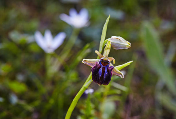 Wild rare bee orchid blooming in mediterranean area at spring