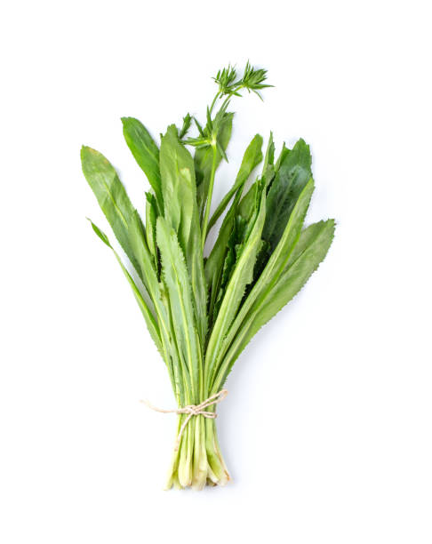 istock Fresh culantro,Sawtooth Coriande isolated on white background. top view 1215704160