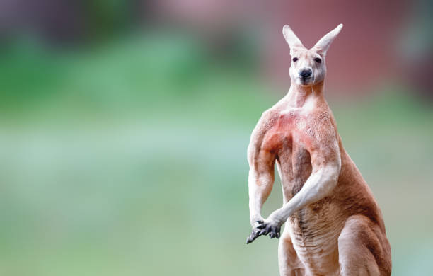 Kangaroo Red Kangaroo kangaroo stock pictures, royalty-free photos & images