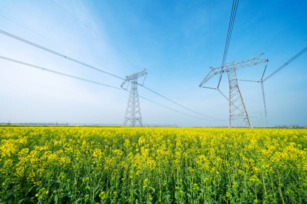 istock High-voltage transmission towers in canola fields 1215705738
